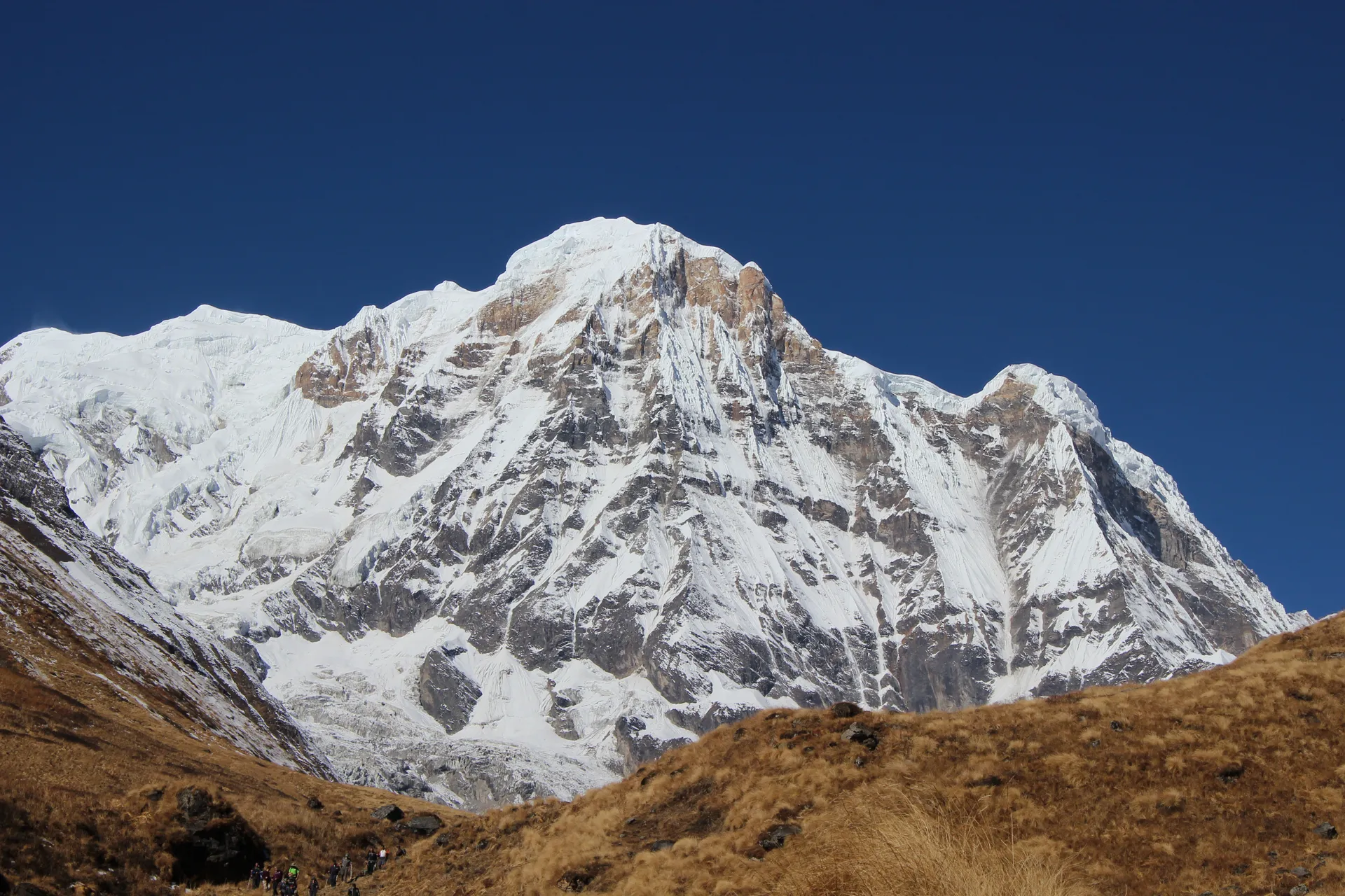 Snow-covered south face of Annapurna South rising above golden grassland