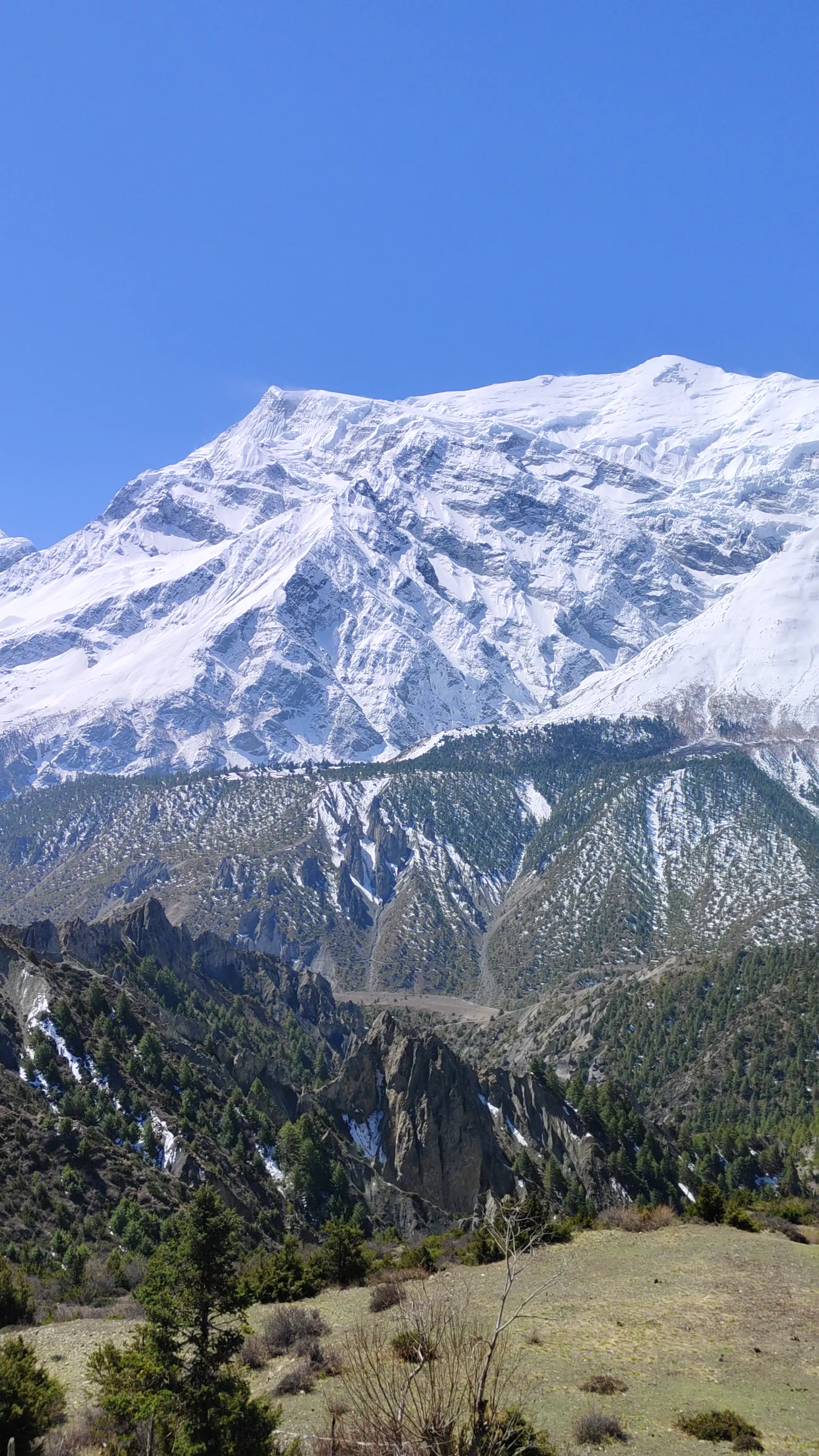Snow-covered Annapurna peak rising above alpine meadow and pine forest