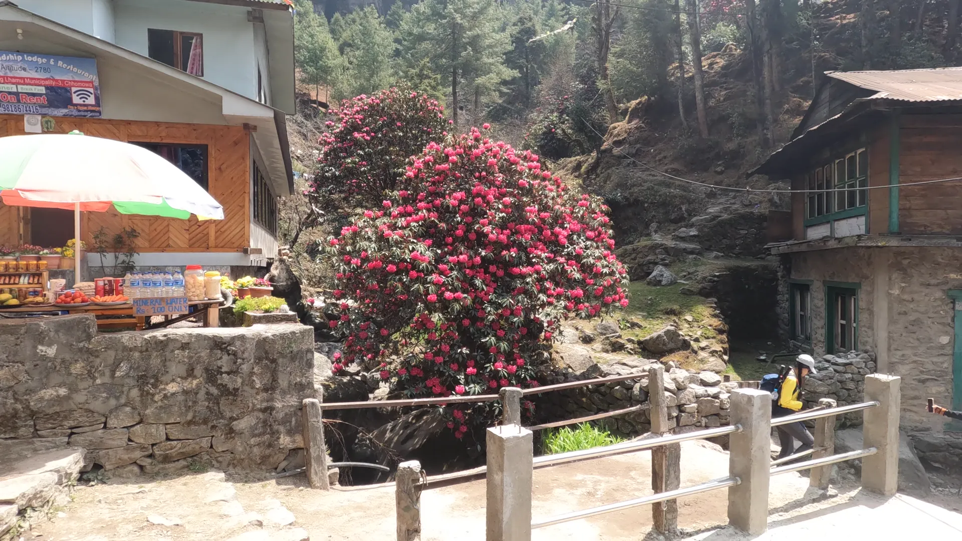 Red rhododendron tree in full bloom at a teahouse village on the trail