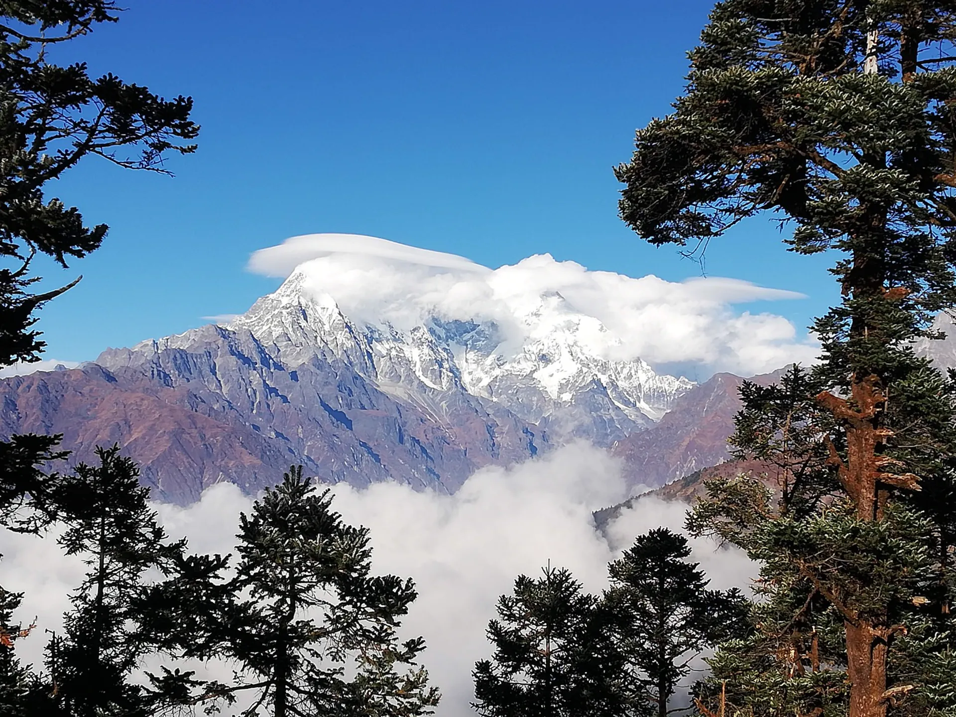 Snow-capped Langtang Lirung framed by pine trees with clouds drifting below
