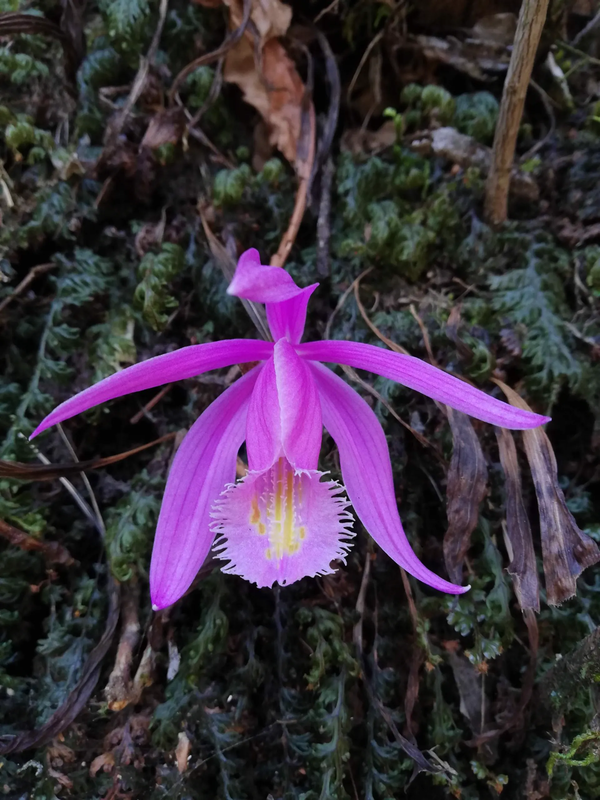 Wild pink Pleione orchid blooming on mossy forest floor