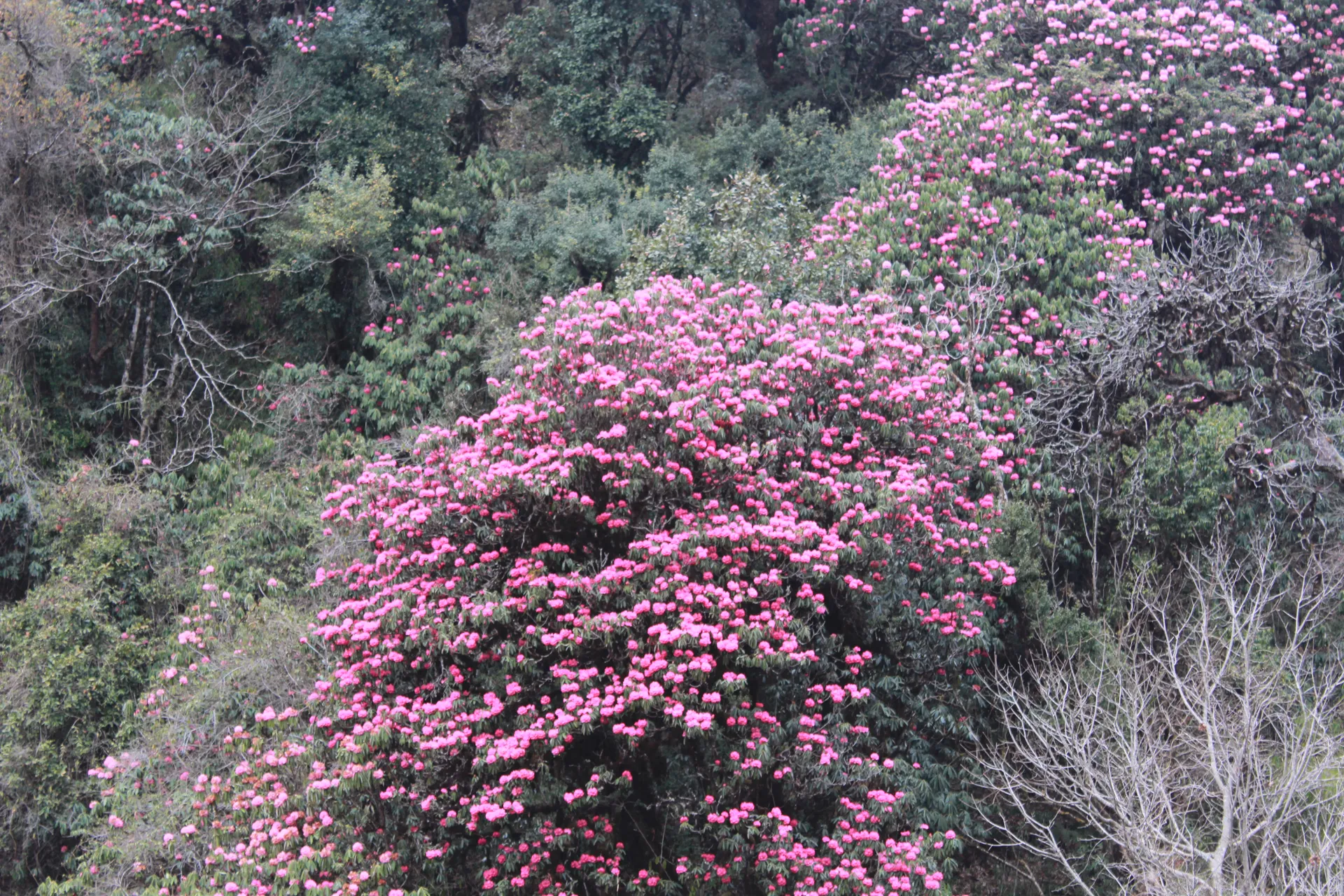 Large pink rhododendron tree in full bloom among green forest