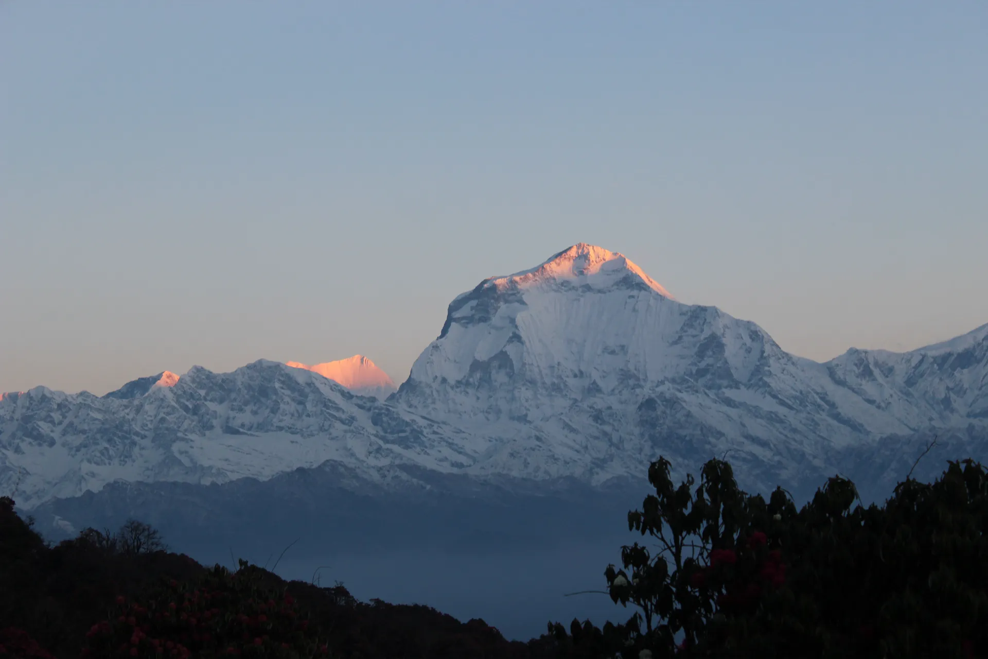 Sunrise alpenglow on Dhaulagiri peak with rhododendron bushes in foreground