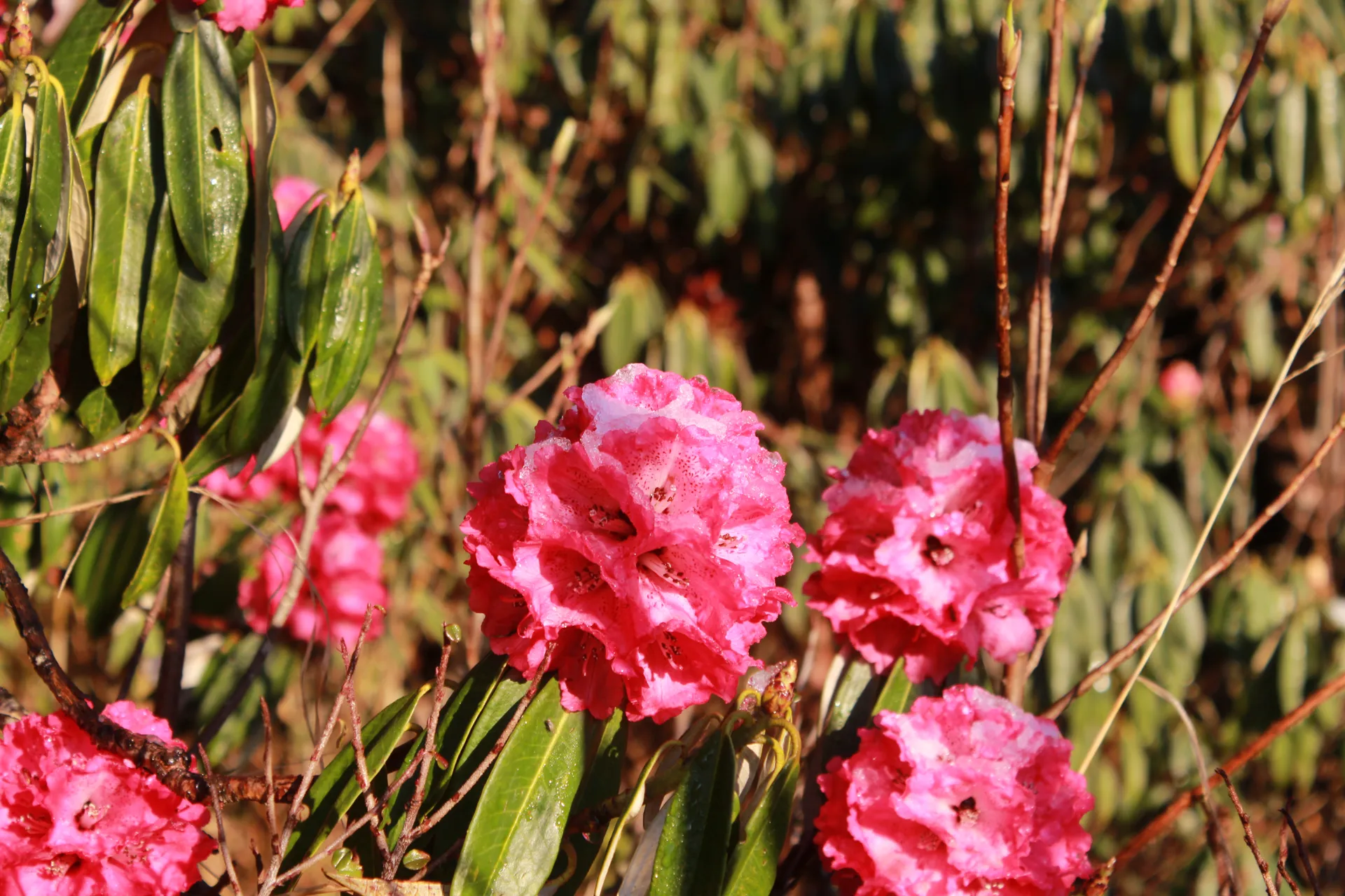 Close-up of a pink rhododendron bloom with dew drops in morning sunlight