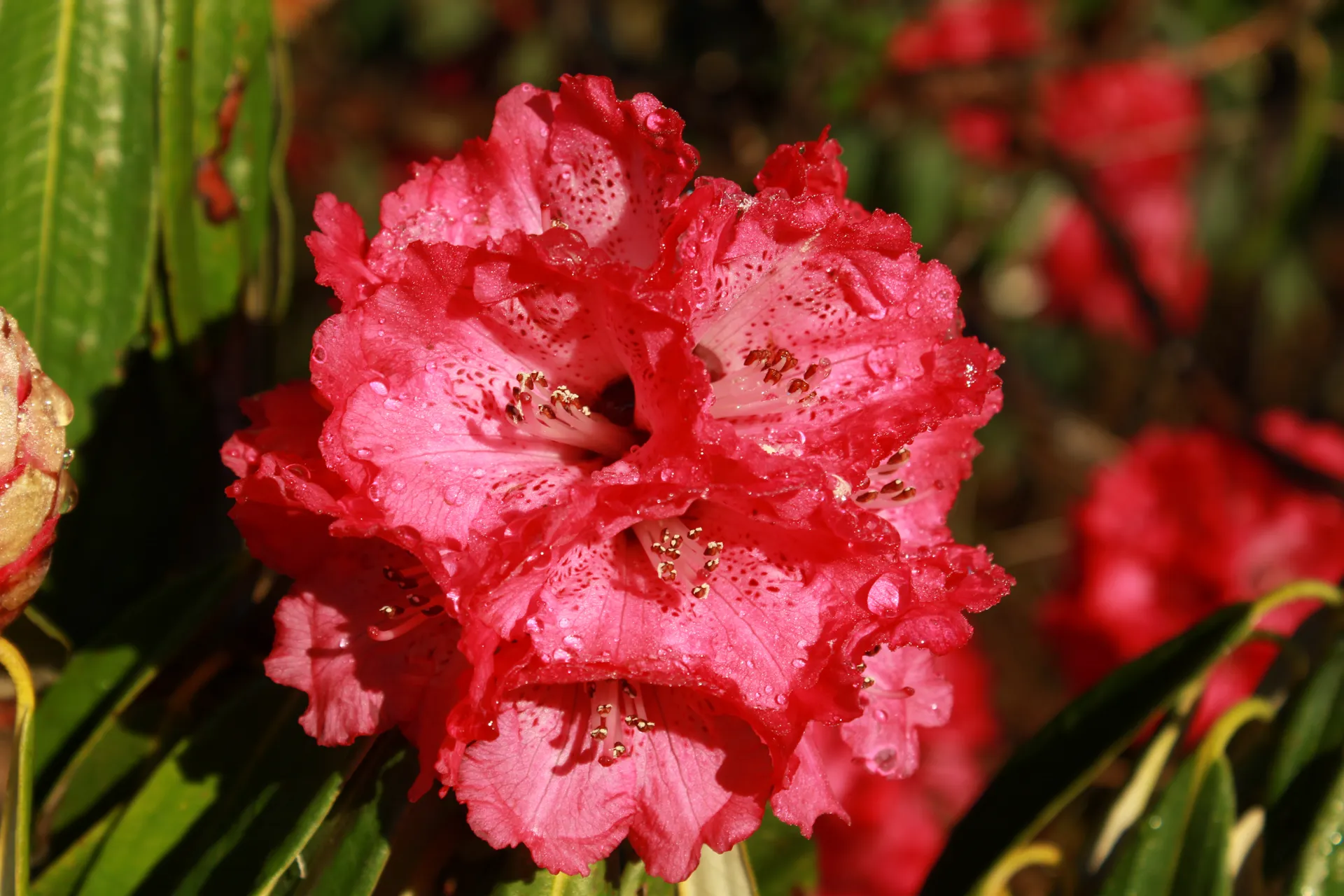 Cluster of pink and red rhododendron flowers with dew drops among leaves