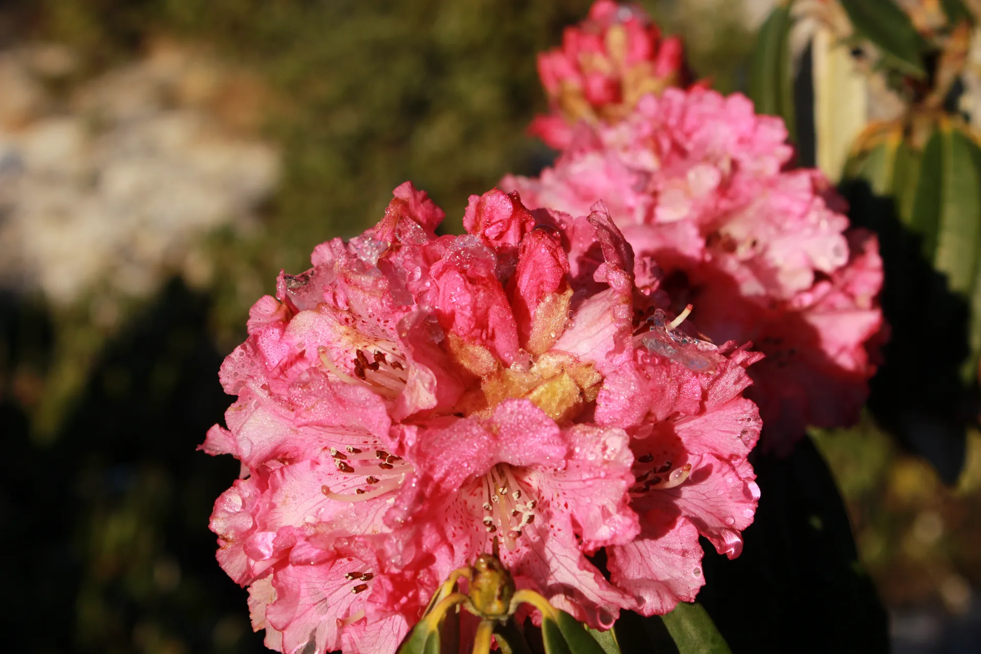 Deep red rhododendron flower in full bloom with speckled petals