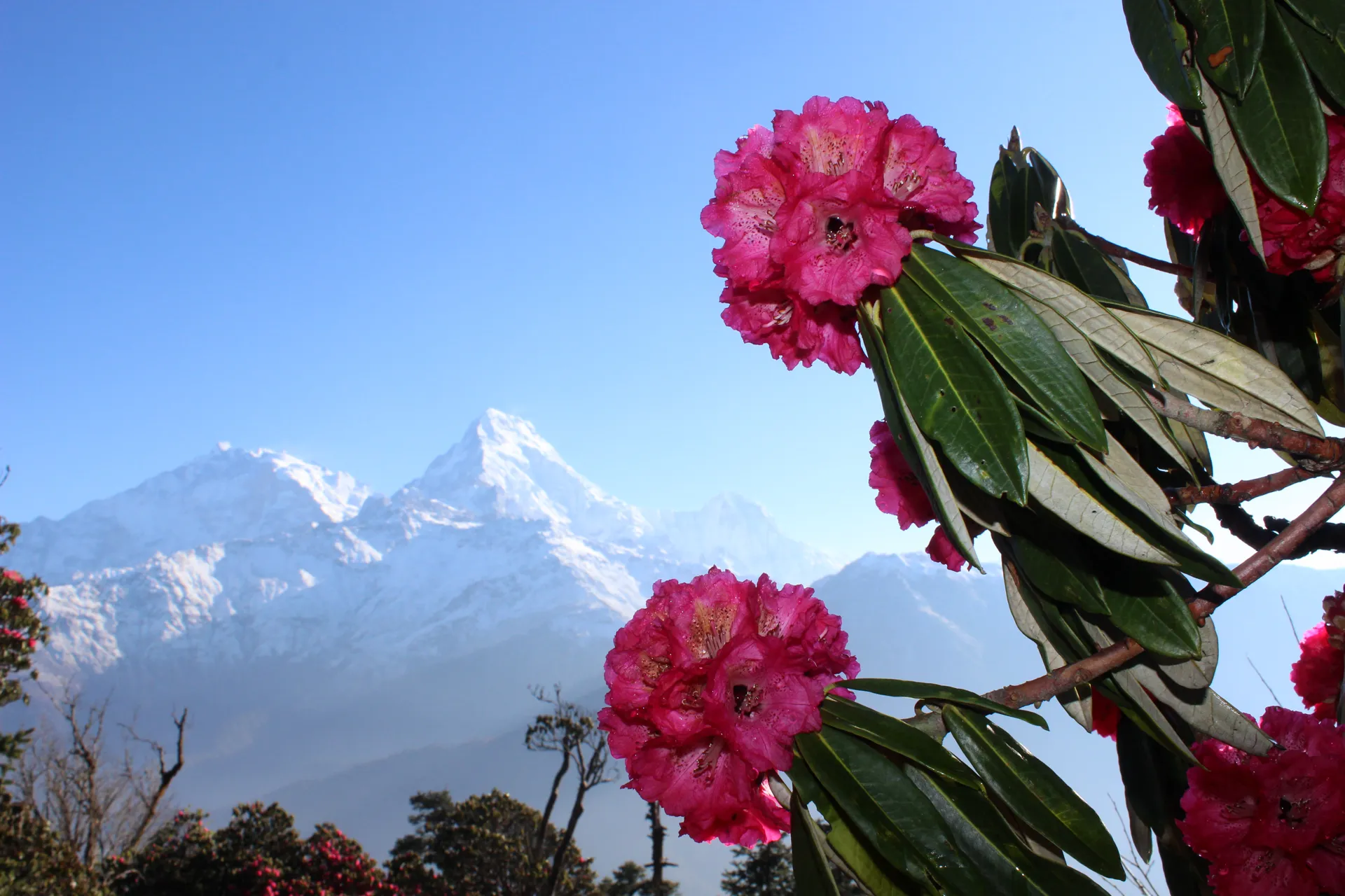 Pink rhododendron blooms framing a view of Annapurna South and Hiunchuli