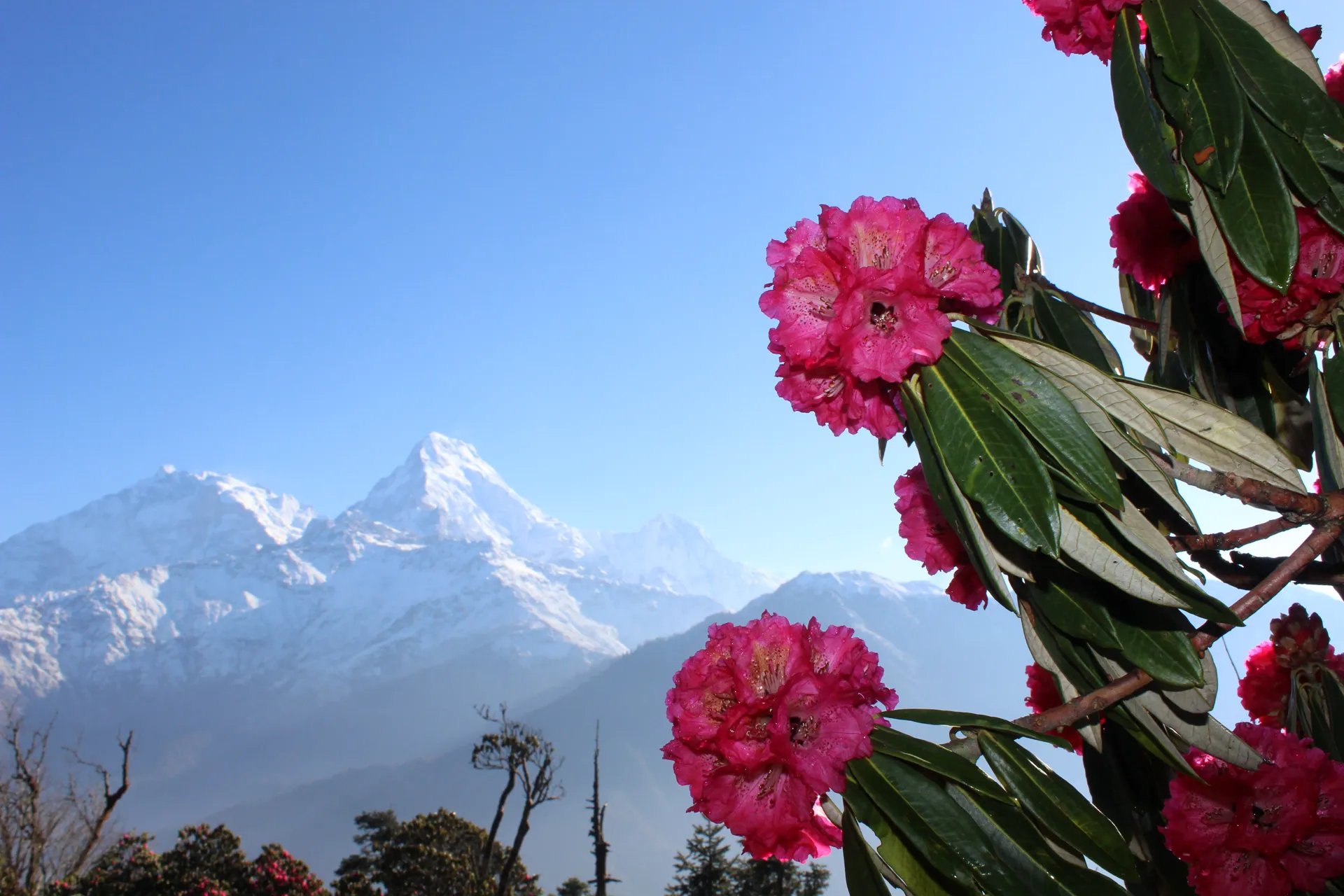 Rhododendron branch with pink flowers framing Annapurna South and Machapuchare