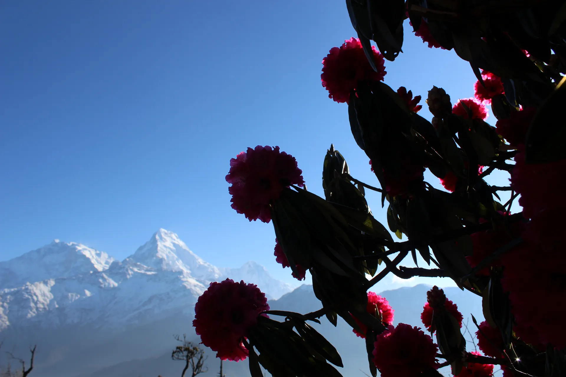 Silhouetted rhododendron blooms backlit by sun with Annapurna South behind