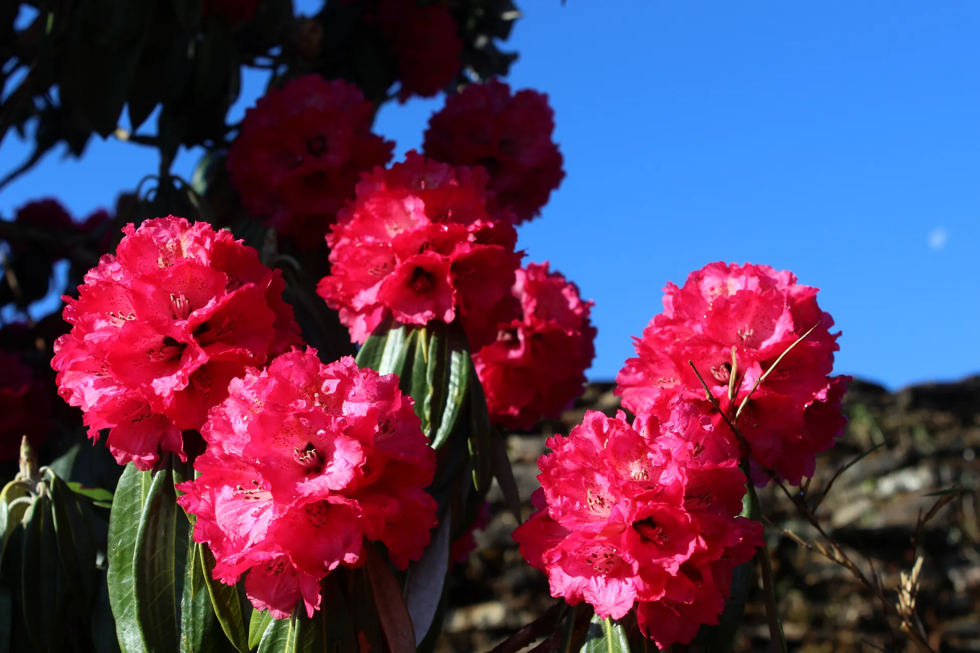 Bright red-pink rhododendron flowers against clear blue sky on the hillside