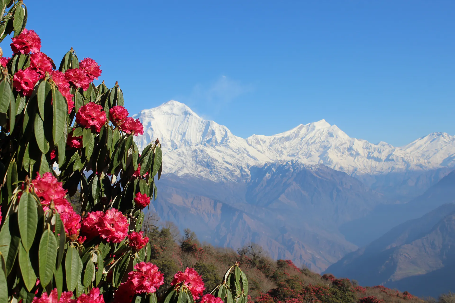 Red rhododendron flowers with Dhaulagiri and Tukuche peaks across the valley