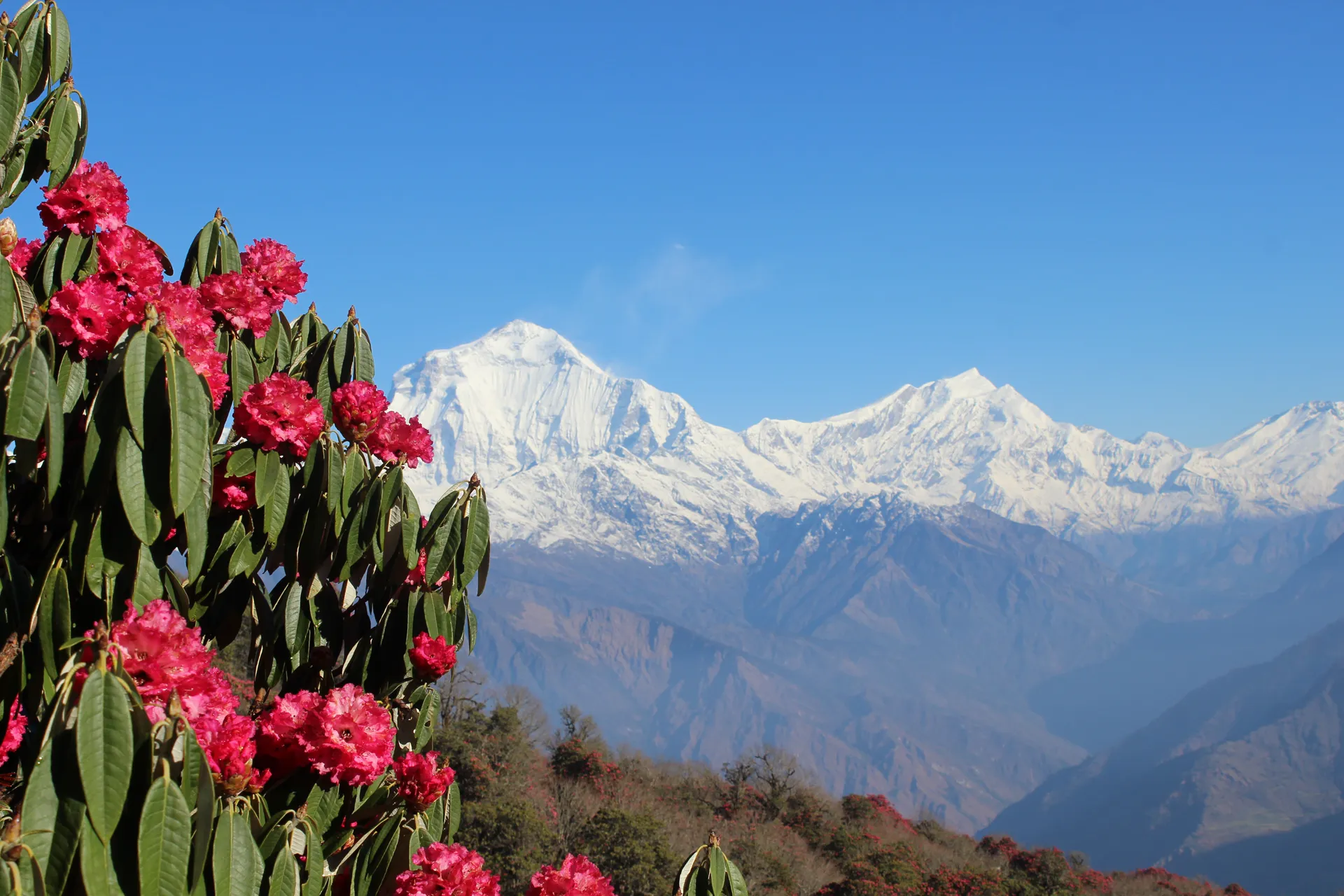 Blooming red rhododendron bush framing Dhaulagiri and Annapurna range