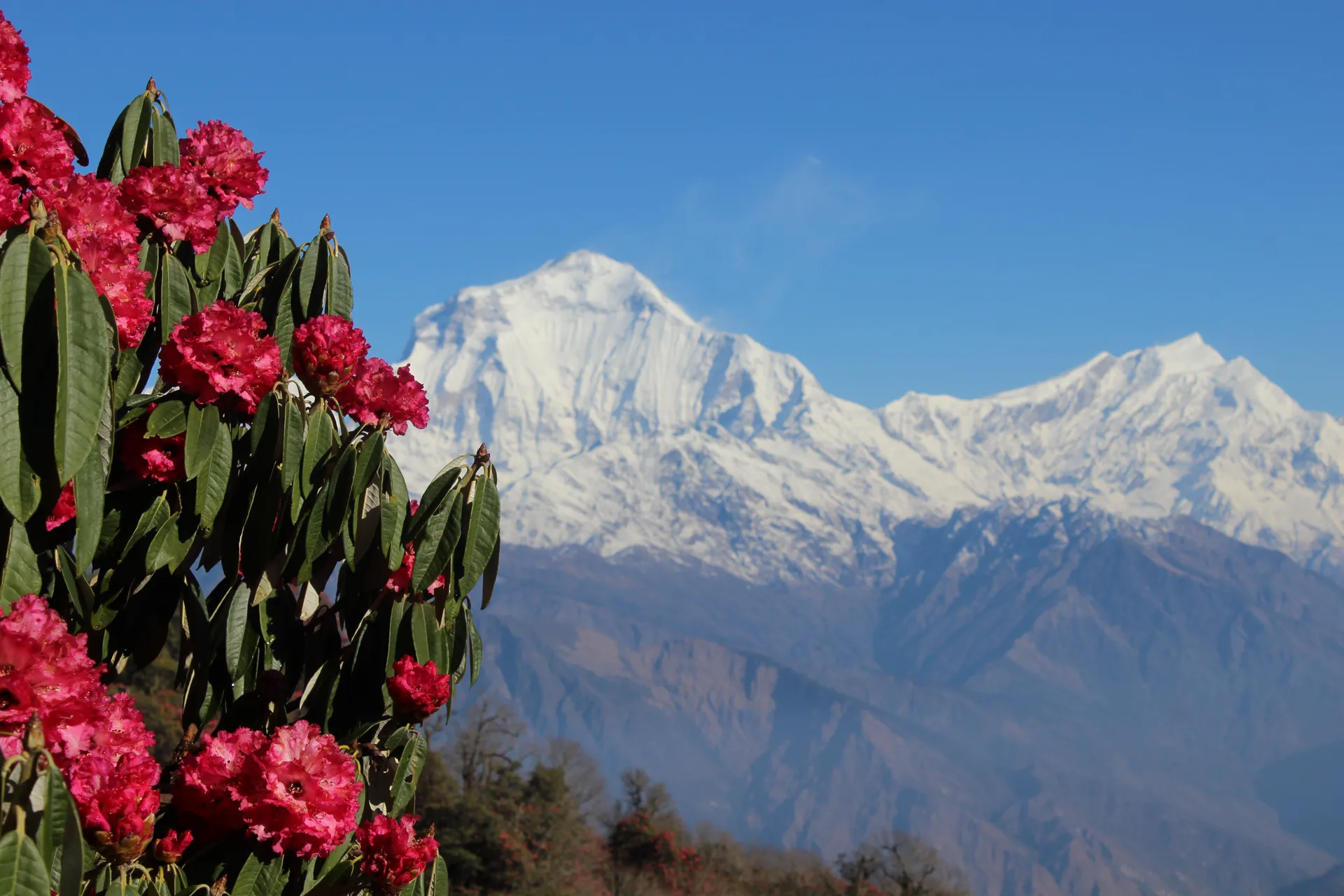 Red rhododendron bush with Dhaulagiri peak and ridgeline under clear sky