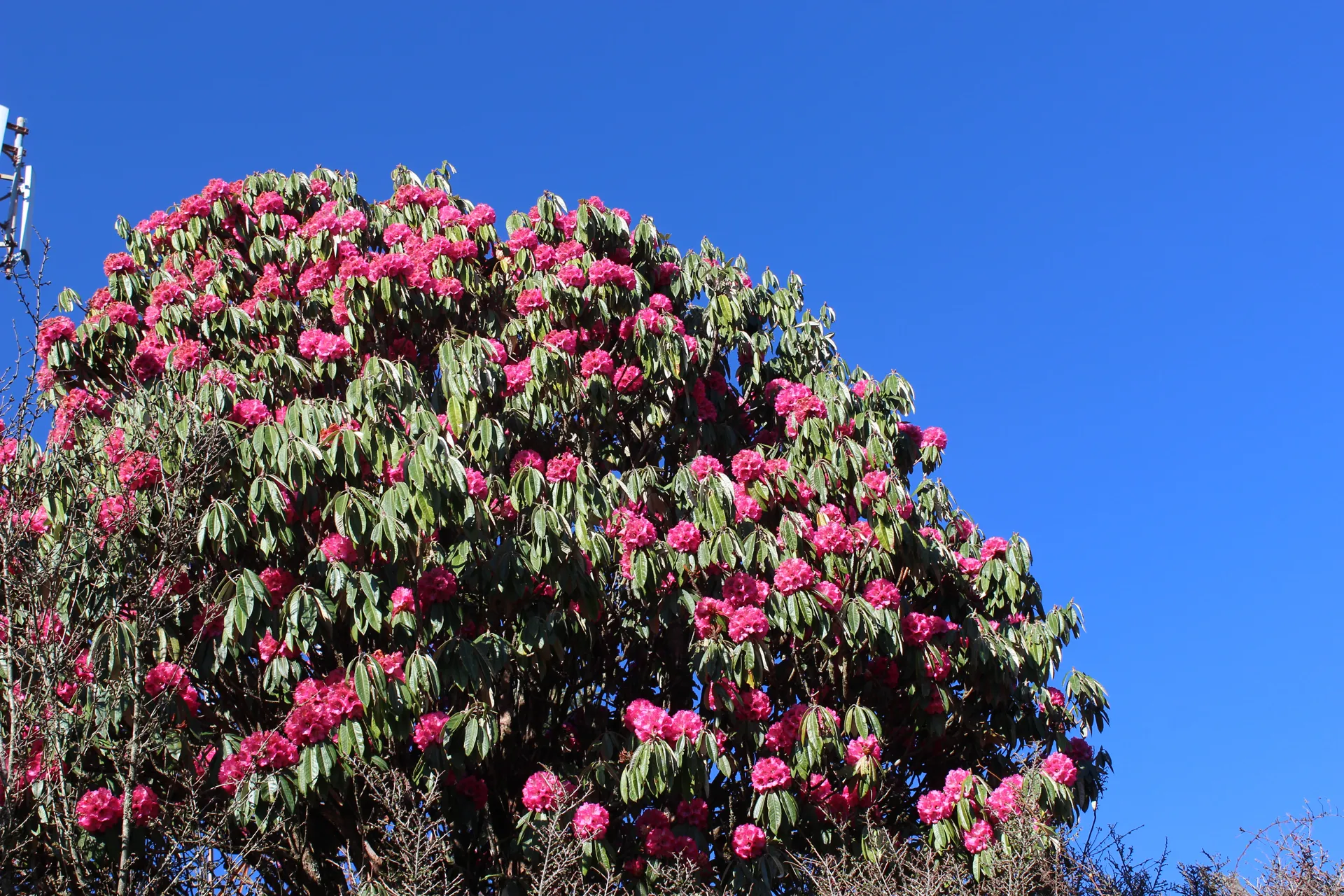 Large rhododendron tree covered in bright pink blooms against blue sky