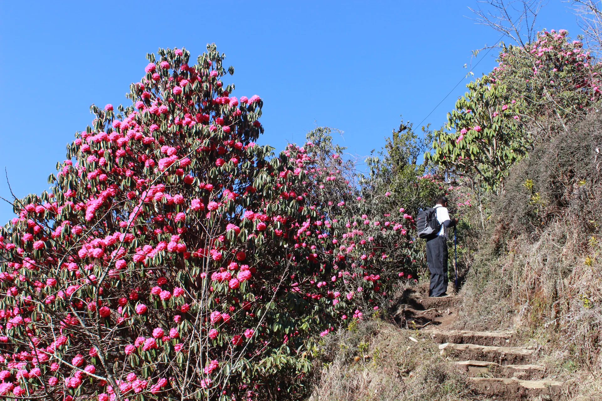 Trekker climbing stone steps past a massive blooming pink rhododendron tree