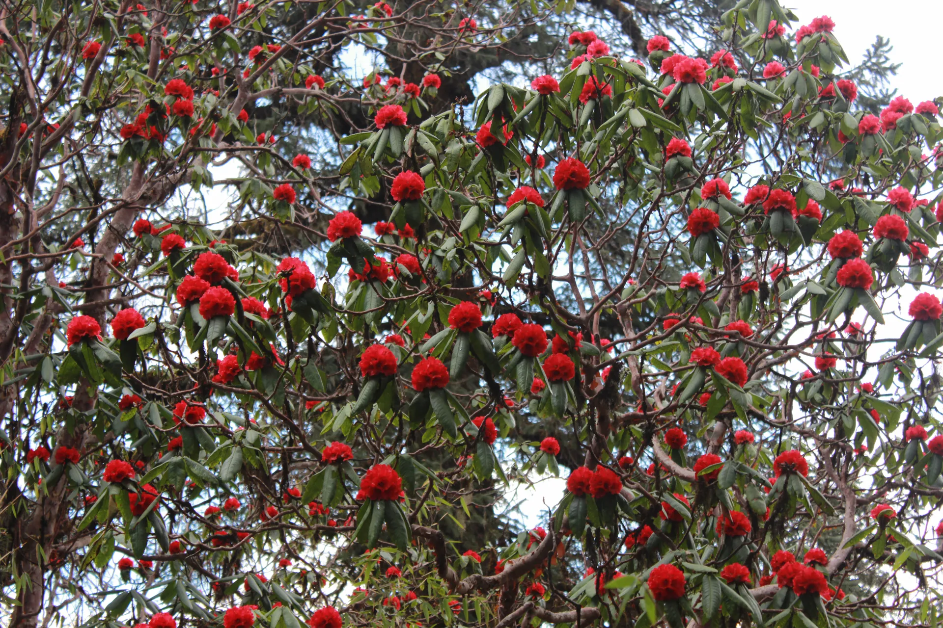 Large rhododendron tree covered in dense clusters of deep red blooms