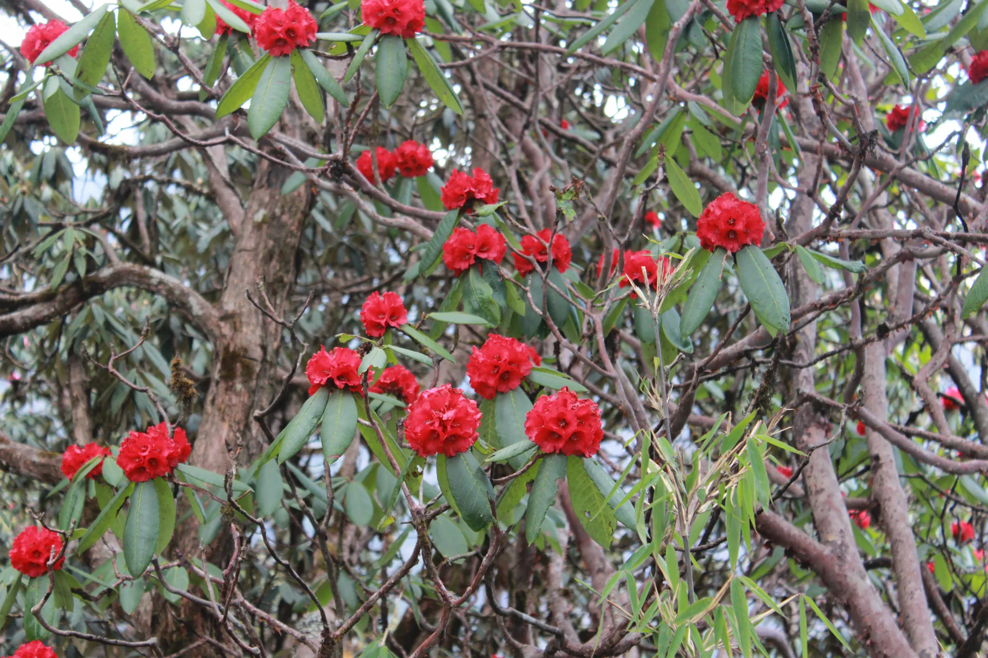 Scattered red rhododendron flower clusters on bare branches with leaves
