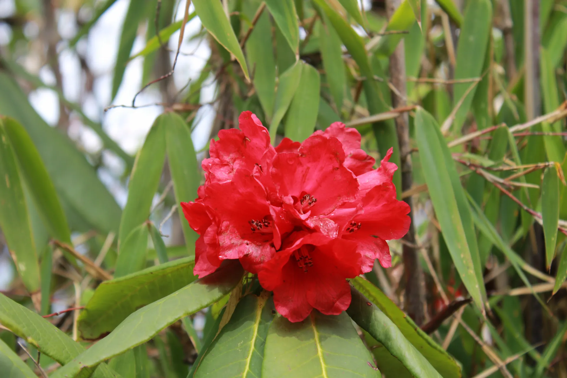 Close-up of a single red rhododendron bloom among bamboo leaves